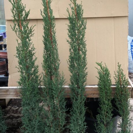 cypres sempervirens